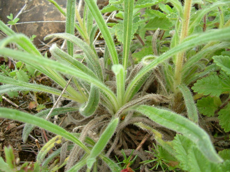 Onosma helvetica / Viperina elvetica